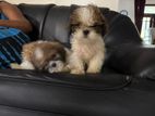 Shih Tzu