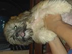 shih tzu