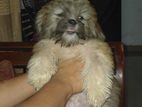 Shih Tzu Puppy