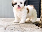 Shih Tzu Puppies