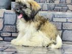 Shih Tzu Puppies