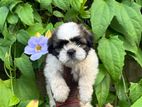 Shih Tzu Puppies