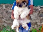 Shih Tzu Puppy