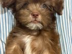 Shih tzu