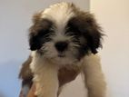 Shih Tzu