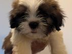 Shih Tzu puppy
