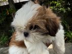 Shih Tzu Puppies