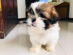 Shih Tzu