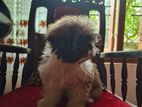 Shih Tzu Puppies