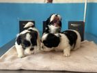 Shih Tzu Puppies
