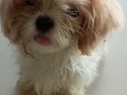 Shih Tzu Puppies