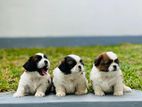 Shih Tzu Puppy