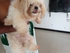 Shih Tzu Female Puppy