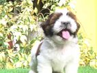 Shih Tzu Puppy