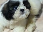 Shih Tzu Puppy