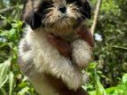 Shih Tzu Puppy