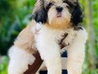 Shih Tzu Puppies