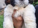 Shih Tzu Puppy