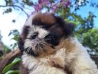 Shih Tzu Puppy