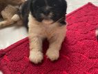 Shih Tzu Puppies