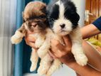 Shih Tzu Puppies