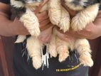 Shih Tzu Puppies