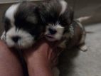 Shihtzu Puppies