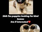 Shih Tzu Puppies