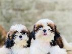 Shih Tzu Puppies