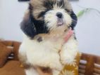 Shih Tzu Puppies