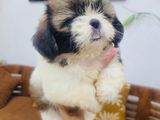 Shih Tzu Puppies