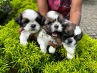 Shih Tzu Puppies