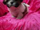 Shih Tzu Puppies