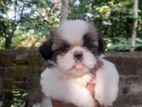 Shih Tzu Puppies