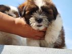 Shih Tzu Puppies