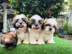 Shih Tzu Puppies