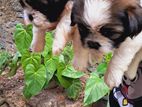 Shih Tzu Puppy