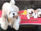 Shih Tzu Puppies