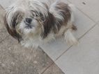 Shih Tzu Male Dog