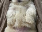 Shih Tzu Puppies