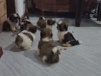 Shih Tzu Puppies