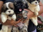 Shih Tzu Puppy