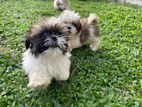 Shih Tzu Puppies