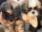 Shih Tzu Puppies