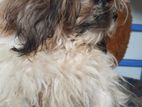 Shih Tzu Puppy