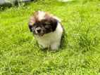 Shih Tzu Puppies
