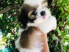 Shih-Tzu Puppy