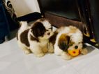 Shih Tzu Puppies
