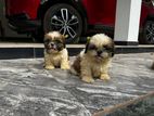 Shih Tzu Puppy