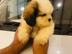 Shih Tzu Puppies